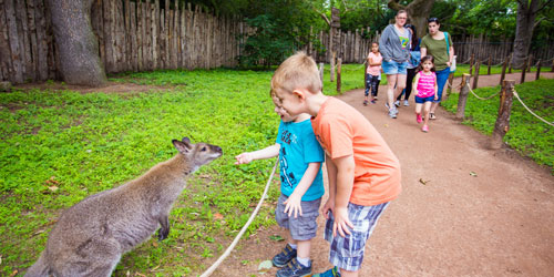  kid and kangaroo at RWP and zoo credit - N. Millard and GoProvidence