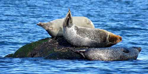 Sunbathing Seals - Narragansett Bay National Estuarine Research Refuge - Prudence Island, RI