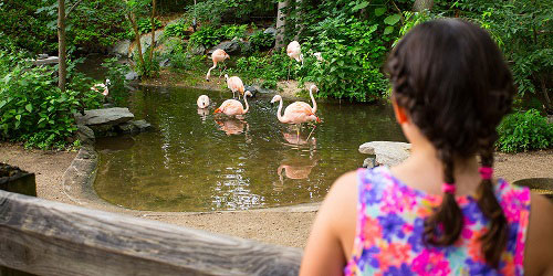 Girl Watching Flamingos at Roger Williams Park Zoo, Providence, RI - Credit PWCVB